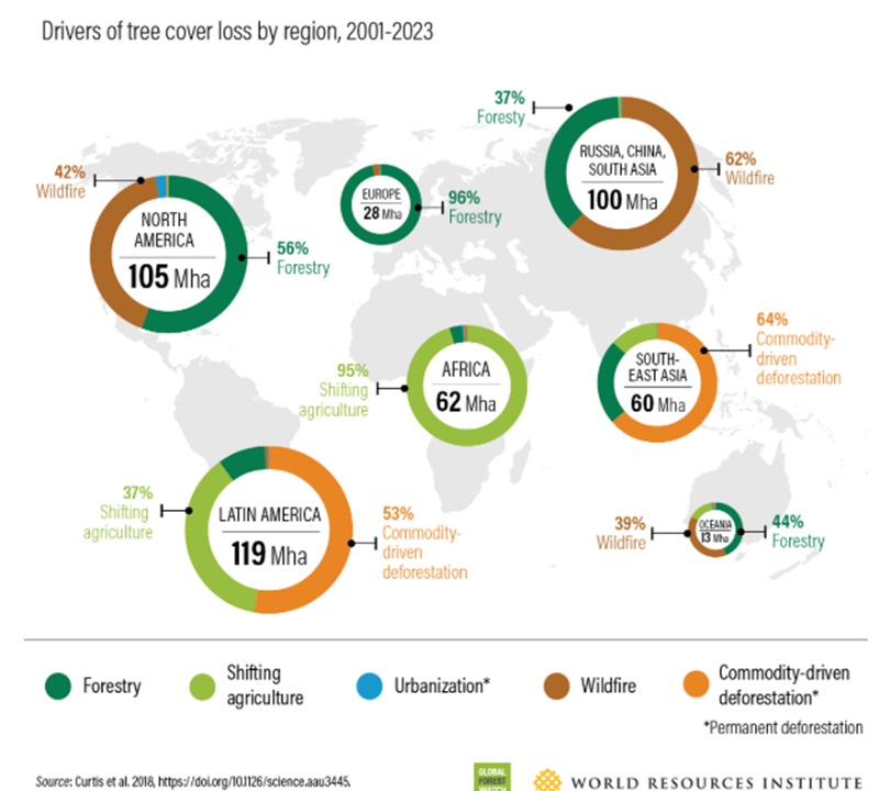 Global North countries must step up on protecting their own forests